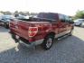 2014 Red Ford F-150 FX2 SuperCrew 5.5-ft. Bed 2WD (1FTFW1CF4EK) with an 5.0L V8 engine, Automatic transmission, located at 15016 S Hwy 231, Midland City, AL, 36350, (334) 983-3001, 31.306210, -85.495277- Photo#7